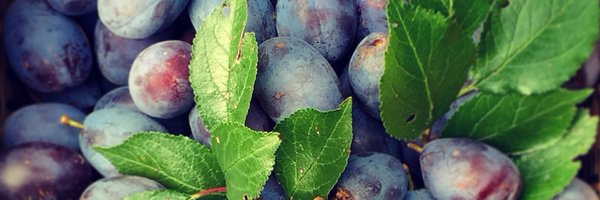 JRRyall Profile Banner