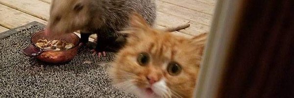 ShinkiYuuko Profile Banner