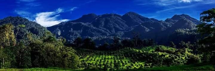 Agro Cosecha Panamá banner