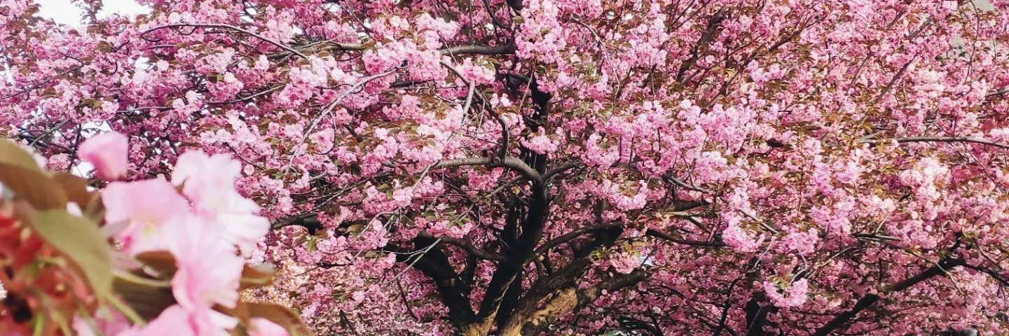 Цукровий Татко🇺🇦 banner