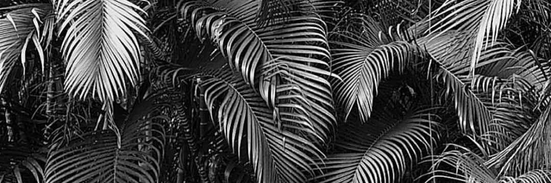 FernandoRuedaR's profile banner image