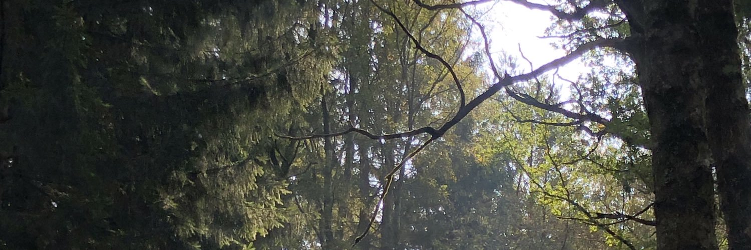 lipaftharry's profile banner image