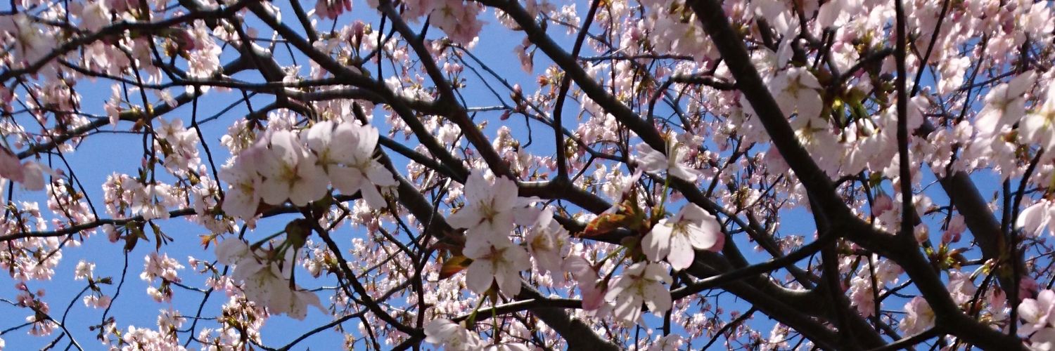 doriruko's profile banner image