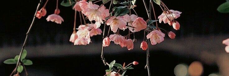 EmrRagna (⁠人⁠ ⁠•͈⁠ᴗ⁠•͈⁠) banner