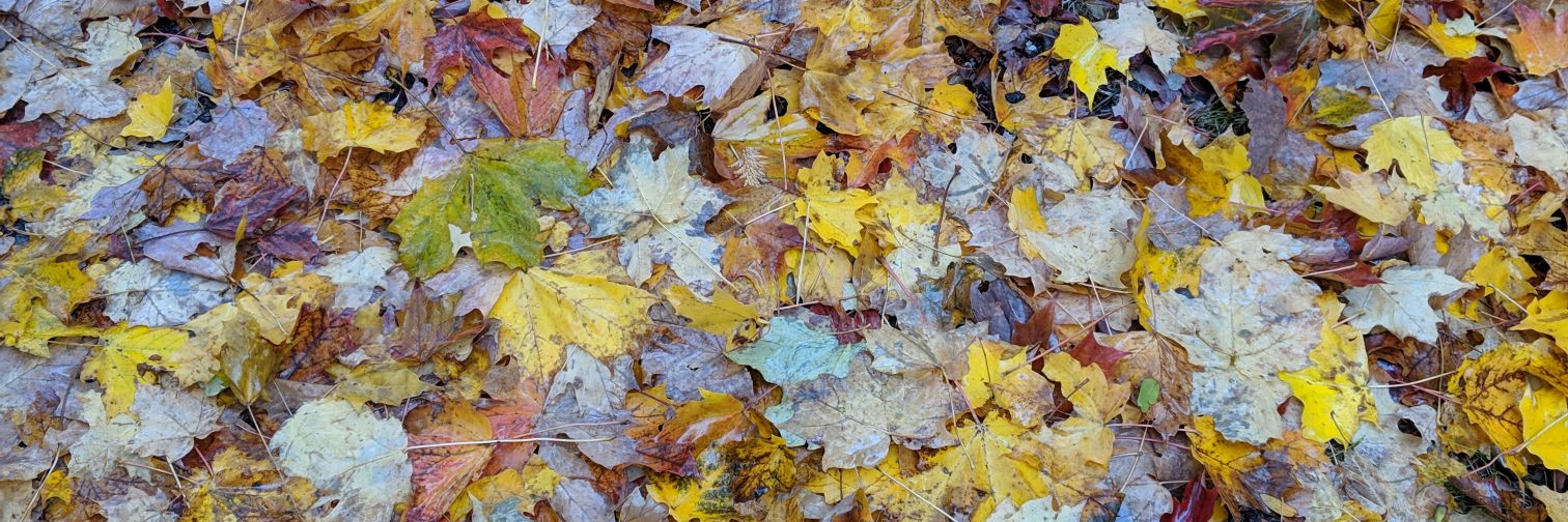 IRResistible CAGRs🍁 banner