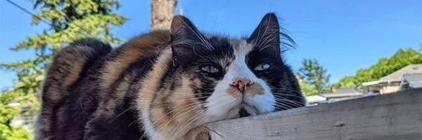 Untuitero131 Profile Banner