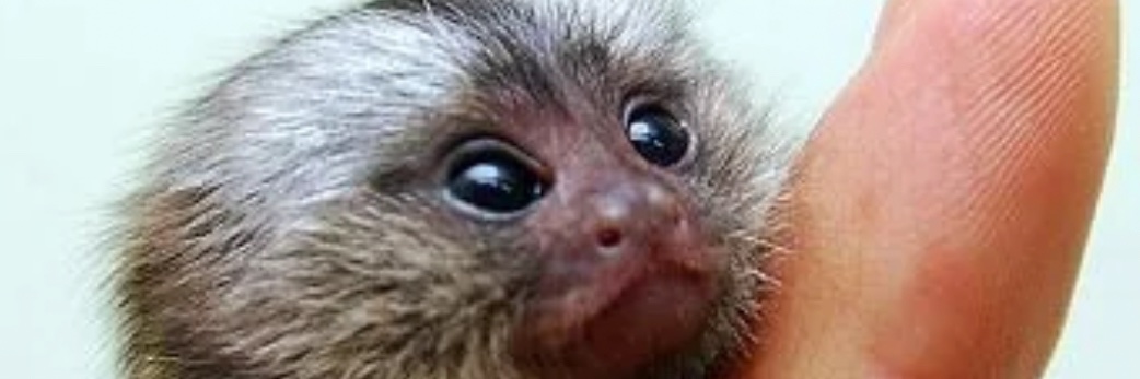 🇺🇸 Dr. Phat Phunk 🤲 banner