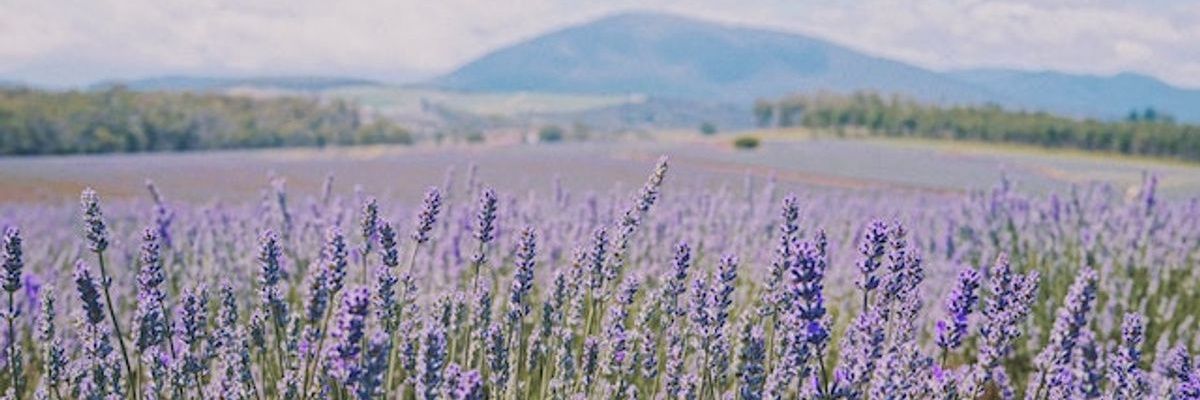 Sacasya88's profile banner image