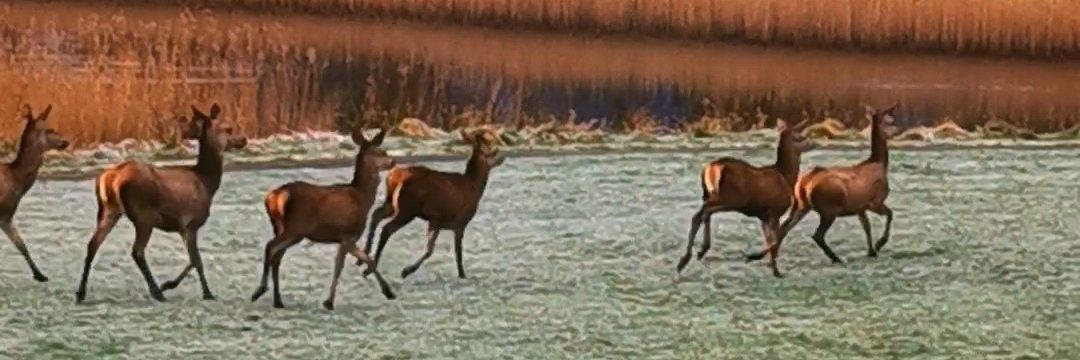 Denyse Scully banner