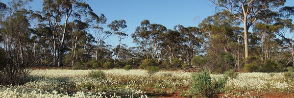 bee_does_a_phd Profile Banner