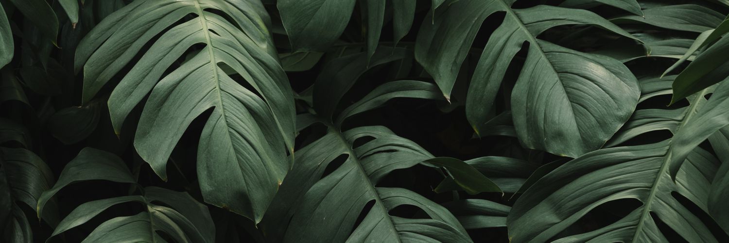 misko_ds's profile banner image