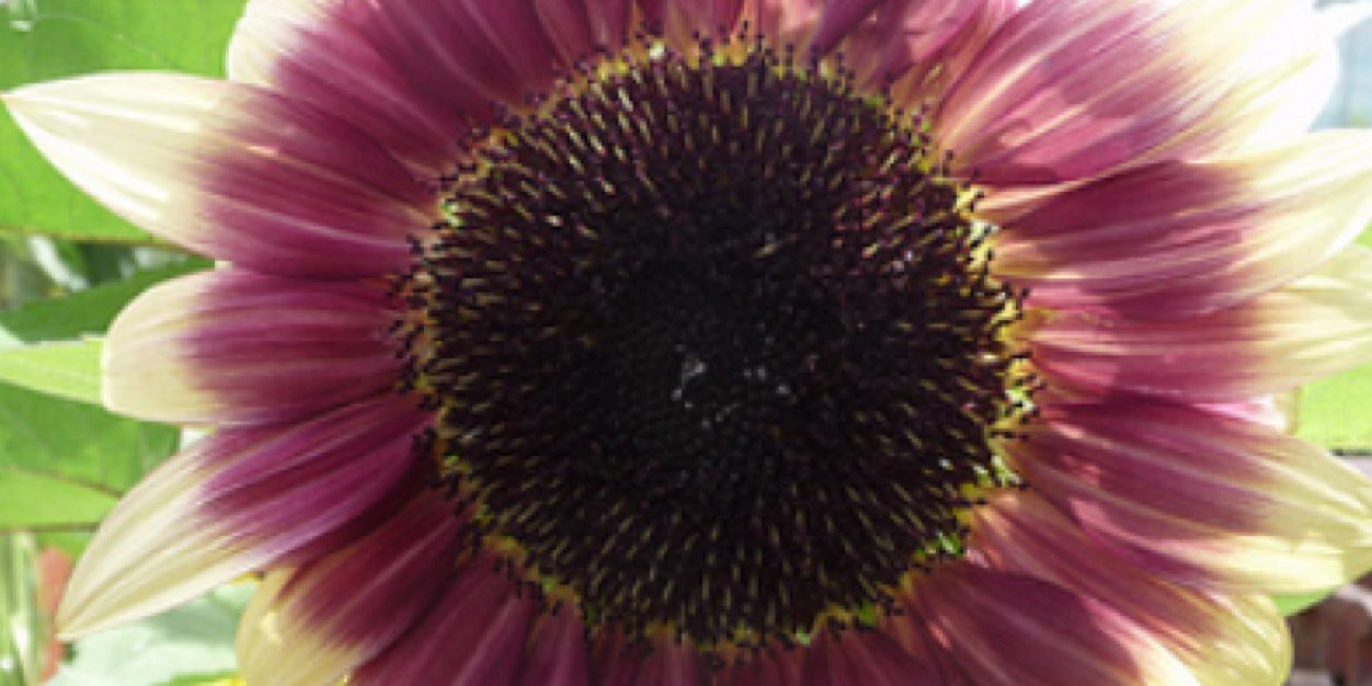 ekoske09's profile banner image