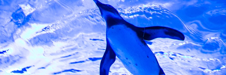 gogopenpen's profile banner image