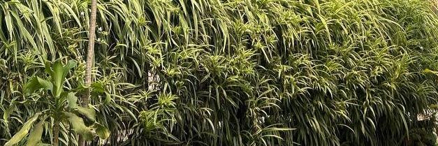 🕊 ‎عزات شافعي banner