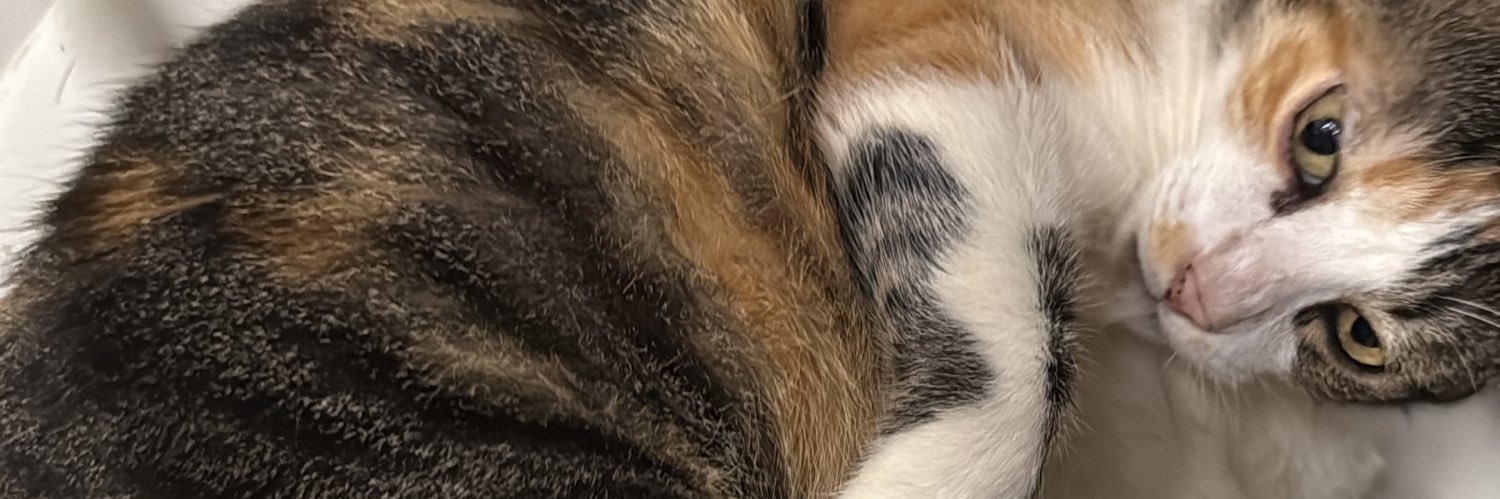 Negapretax's profile banner image
