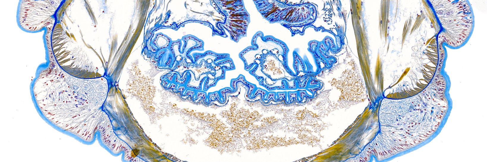 MorphoNews (DZG) banner