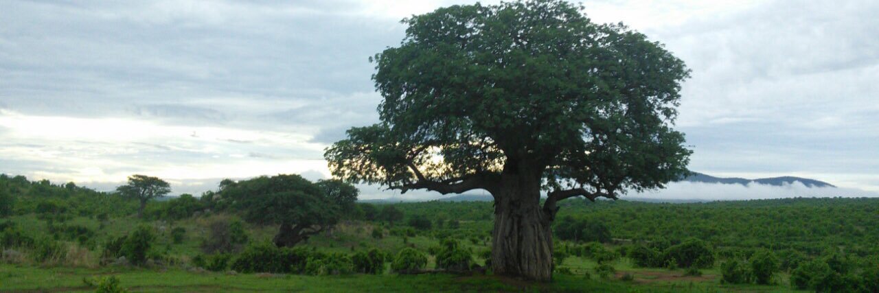 Catherine Murphy banner