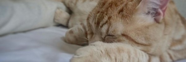 DajaLevin2nd Profile Banner