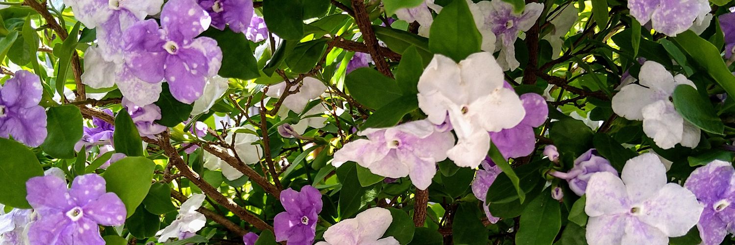 ☆🌸ryo🍃 banner