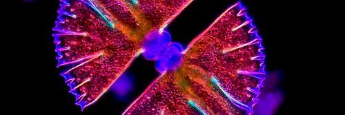 Michelle Sedberry banner