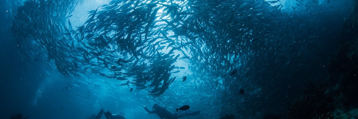 Corinne Bourbeillon banner