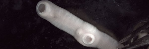 ChrisBlanar Profile Banner