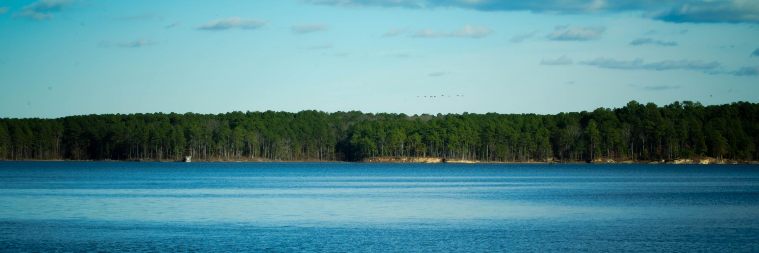 sunflowerNC's profile banner image