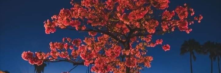 Marianaorange's profile banner image
