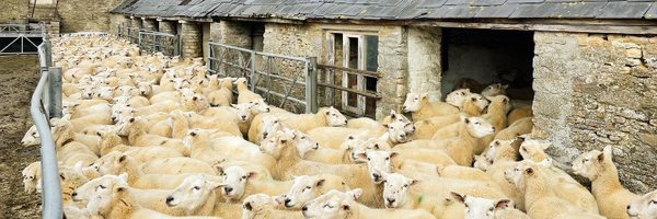 Lillady Profile Banner