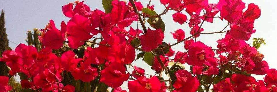 Hbjork01's profile banner image