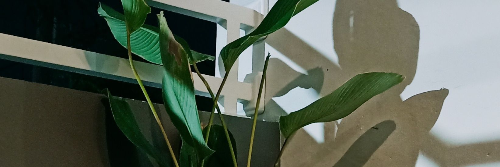Bagusapriyo's profile banner image