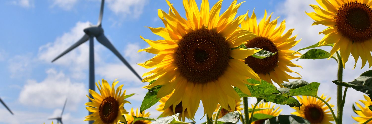 sunflower7173's profile banner image
