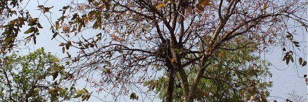 lbscidsa Profile Banner