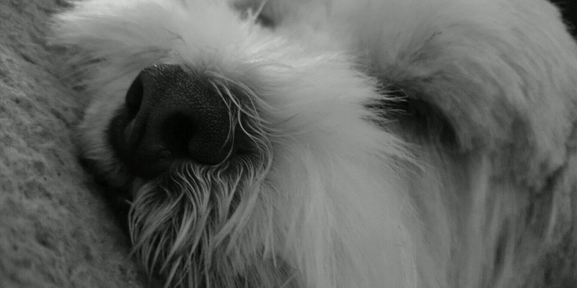 Munkichops81's profile banner image