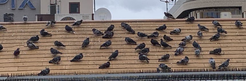 chobin（ちょびん）🕊💍🎃 banner