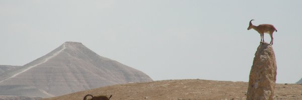 oded_tal Profile Banner