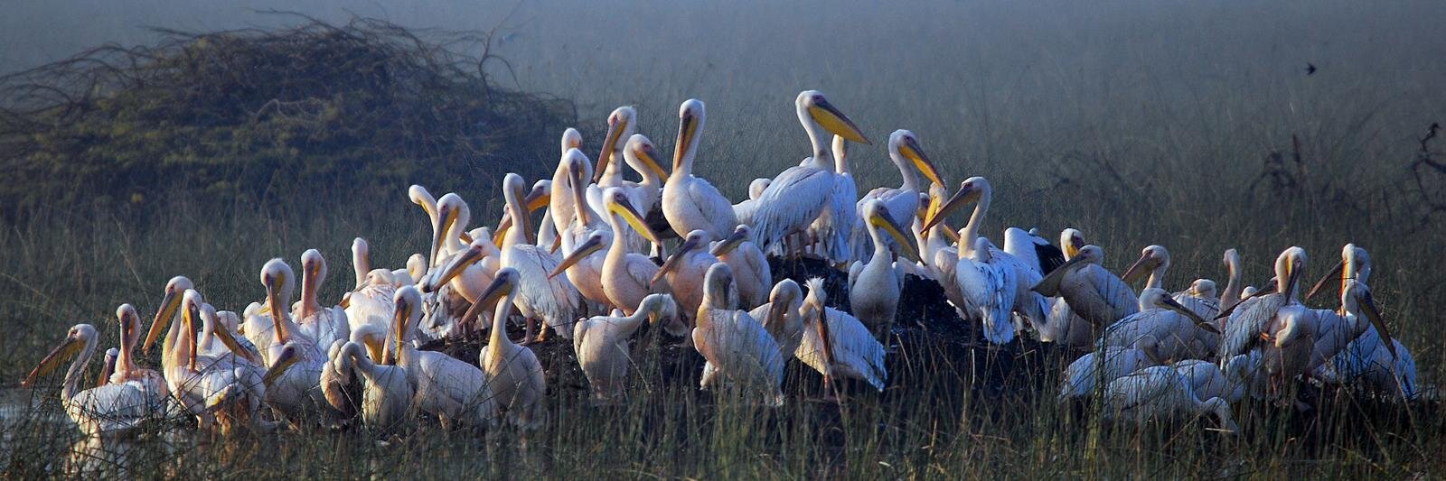 Aseem Kothiala banner