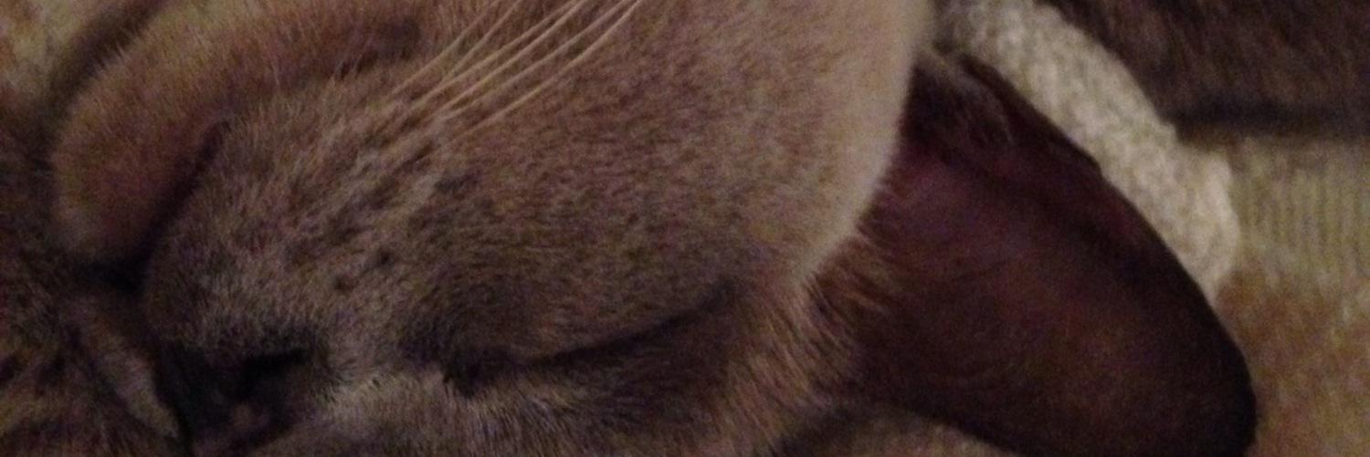 rinpinny's profile banner image