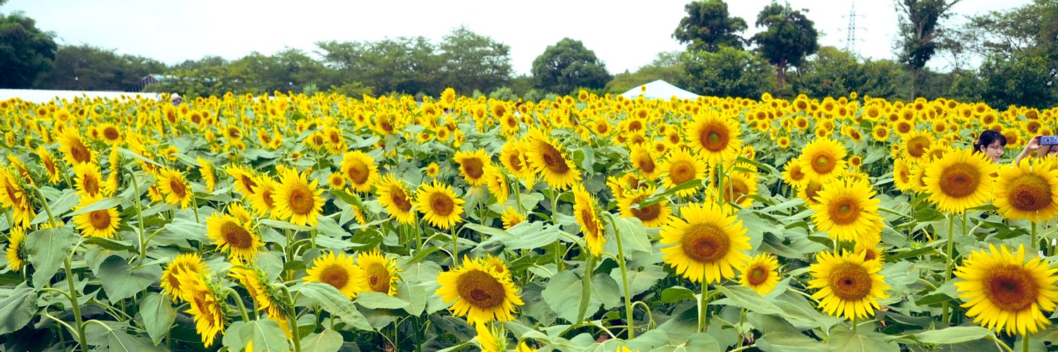 _uchiko's profile banner image