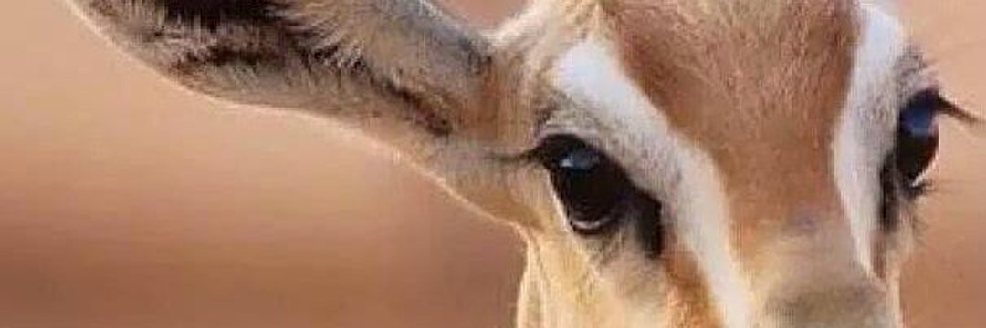 عنق الظبي 🦌 🦌 banner