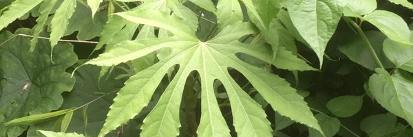 Mixedmoso Profile Banner