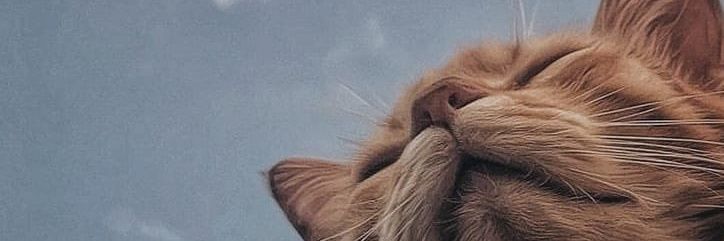 Minisa banner