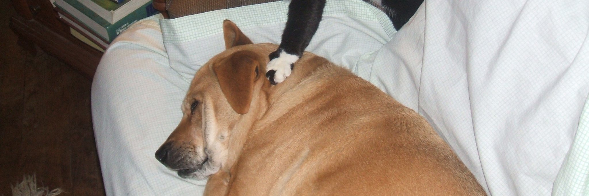 Breakfast-Taters banner