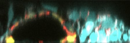 Kamyar Keshavarz banner