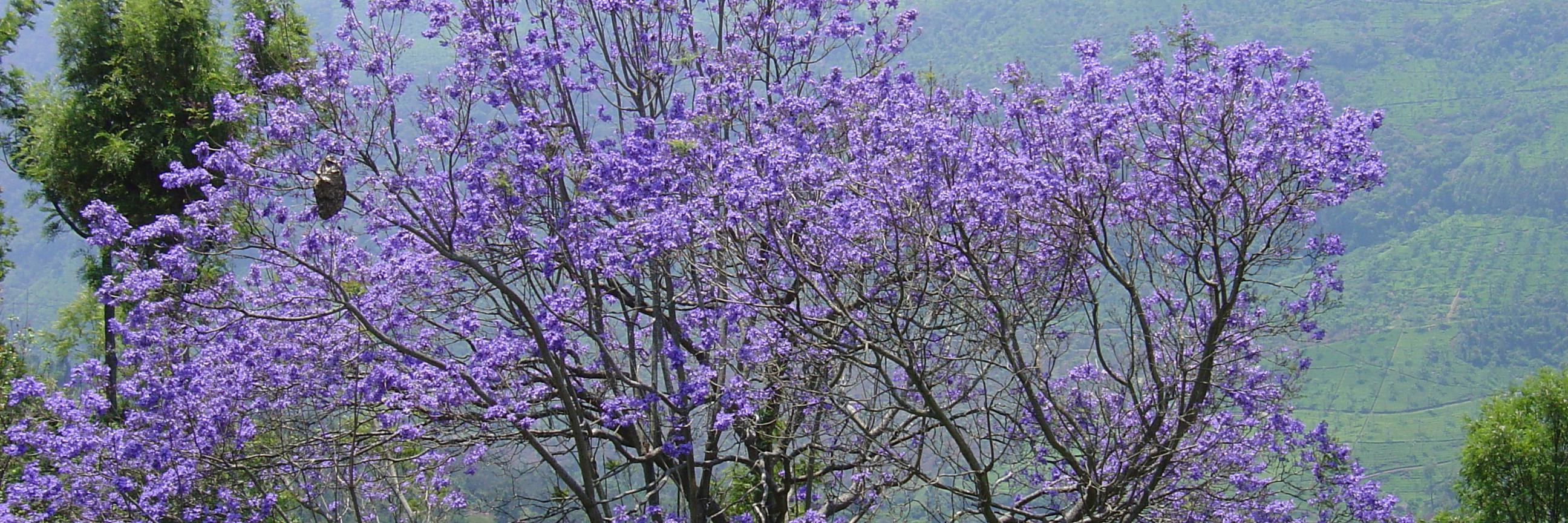 Gautam Sircar banner