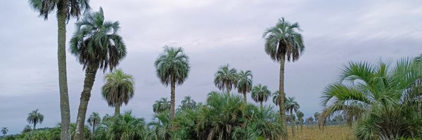 C66Fer Profile Banner