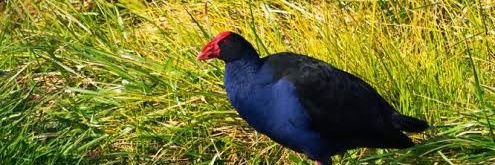 pukeko's banner