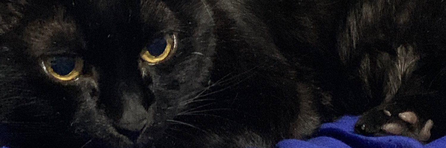 Nachiterni's profile banner image