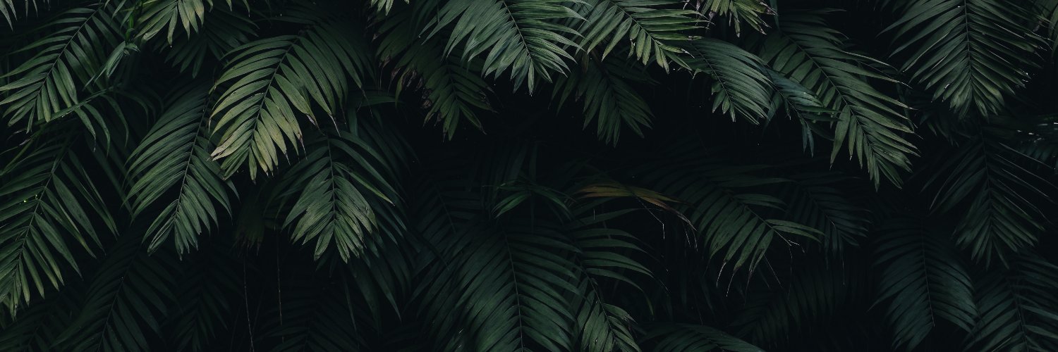 OCalliSZN's profile banner image