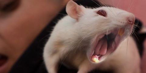 rosavg92's profile banner image
